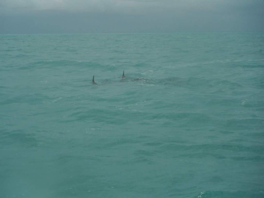 ai1245.photobucket.com_albums_gg591_laroc28_DSCF1518.jpg