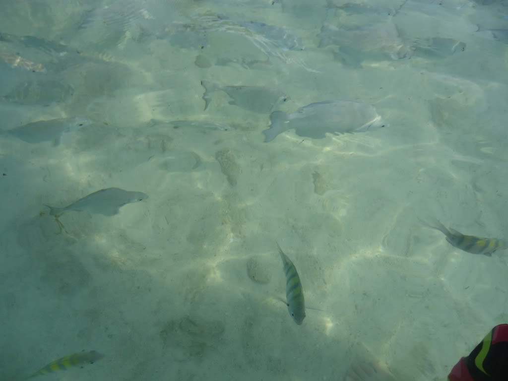 ai1246.photobucket.com_albums_gg607_AMAFRA_DSC02135.jpg