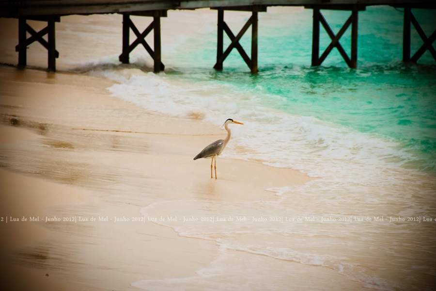 ai125.photobucket.com_albums_p48_LadyBlume_Lua_20de_20Mel_20Fo5ed9ad4ef6da9381e9f39ef52748bf03.jpg