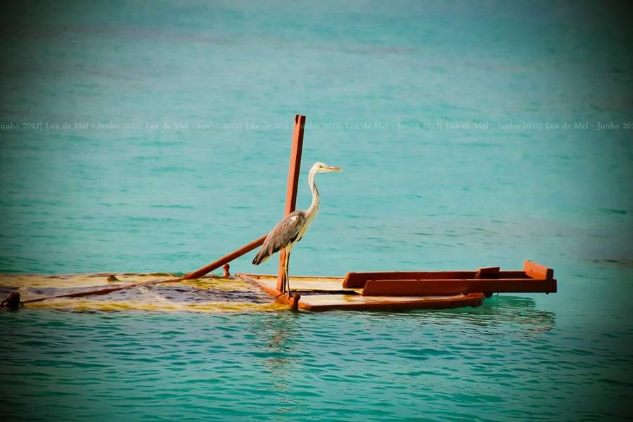 ai125.photobucket.com_albums_p48_LadyBlume_Lua_20de_20Mel_25062012_IMG_2697_zpse82e0279.jpg