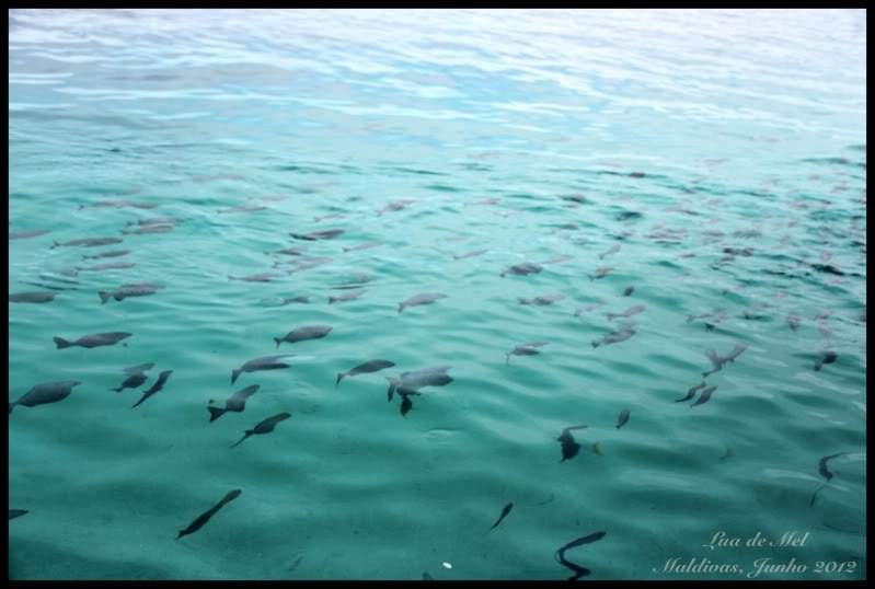 ai125.photobucket.com_albums_p48_LadyBlume_Lua_20de_20Mel_IMG_0114R.jpg