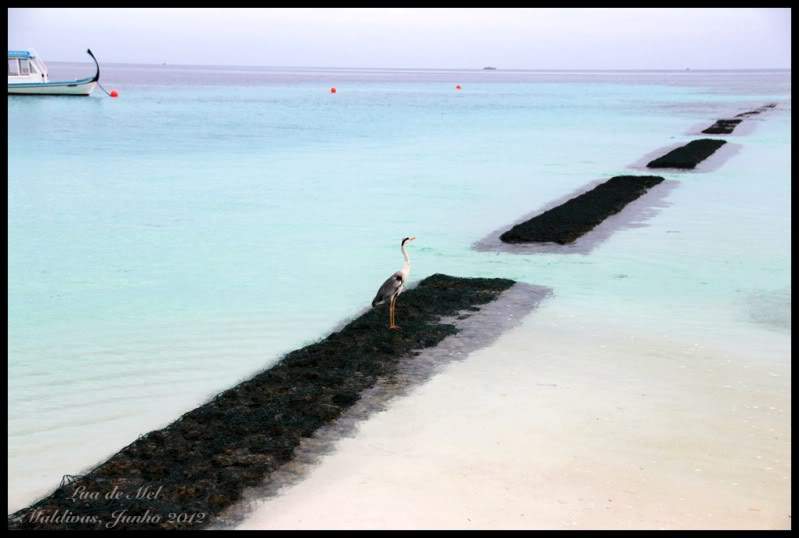 ai125.photobucket.com_albums_p48_LadyBlume_Lua_20de_20Mel_IMG_0120R.jpg