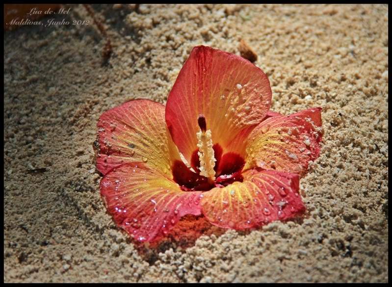 ai125.photobucket.com_albums_p48_LadyBlume_Lua_20de_20Mel_IMG_2621R.jpg