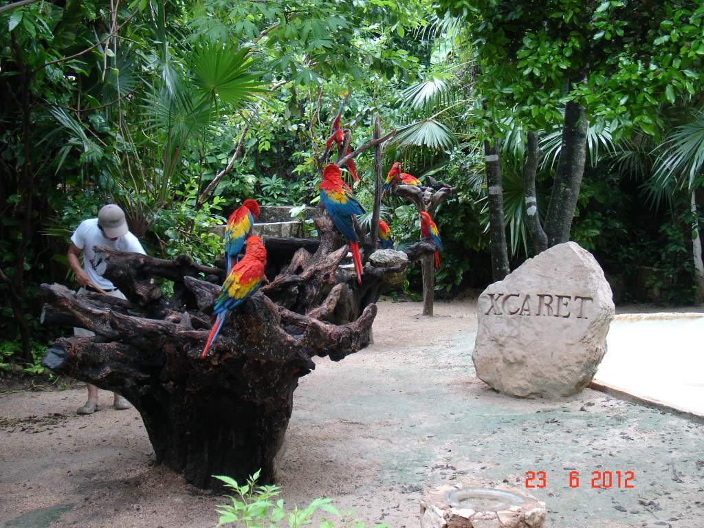ai1250.photobucket.com_albums_hh525_Soarespjs_DSC01145.jpg