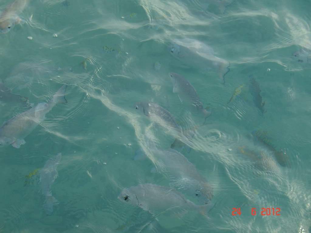 ai1250.photobucket.com_albums_hh525_Soarespjs_DSC01428.jpg