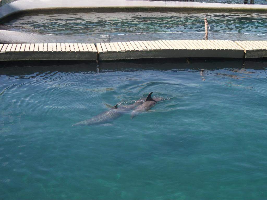 ai1269.photobucket.com_albums_jj592_BrunoMachado7_DSCF2602.jpg