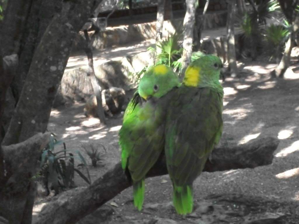 ai1269.photobucket.com_albums_jj592_BrunoMachado7_DSCF2700.jpg