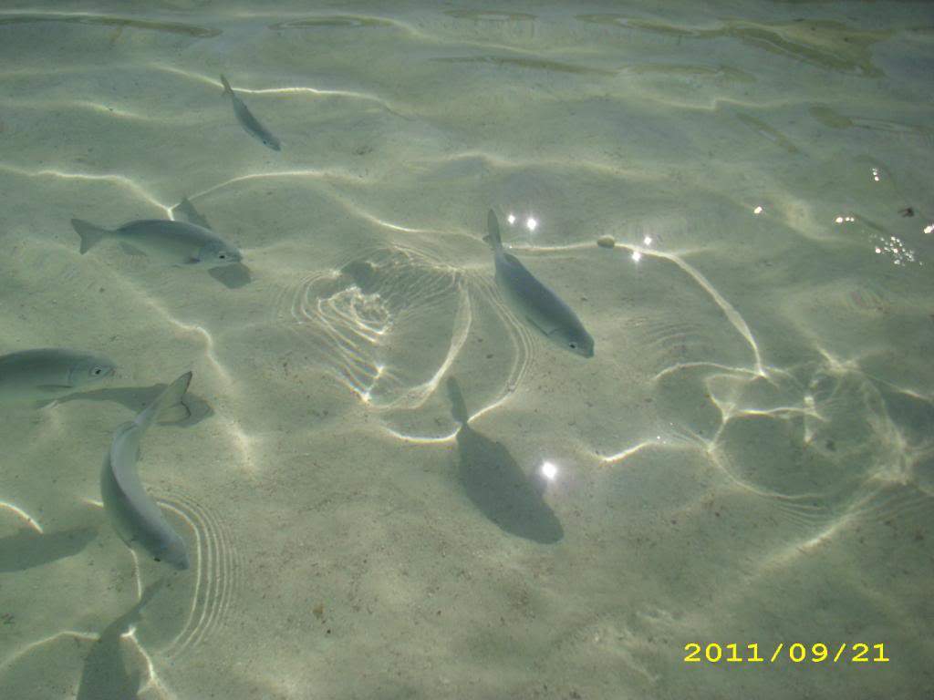 ai1269.photobucket.com_albums_jj592_BrunoMachado7_IMG_0040.jpg