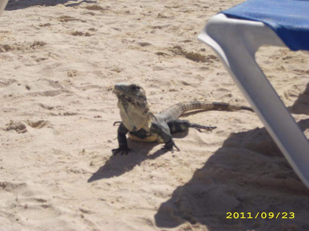 ai1269.photobucket.com_albums_jj592_BrunoMachado7_IMG_0104.jpg