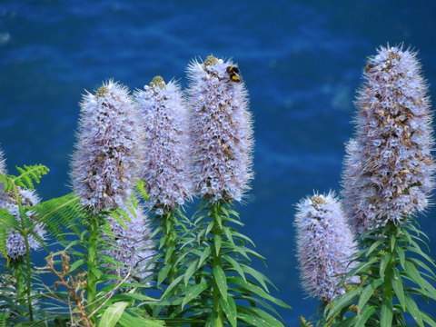 ai1274.photobucket.com_albums_y440_andrademarialuisa_024_zps4a78086f.jpg