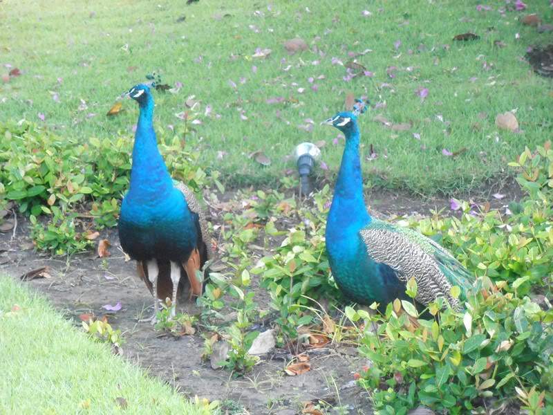 ai1275.photobucket.com_albums_y446_Aranha74_PA080006Cpia_zps70df8921.jpg