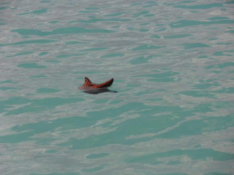 ai1275.photobucket.com_albums_y446_Aranha74_PA100176Cpia_zps5bc3c279.jpg