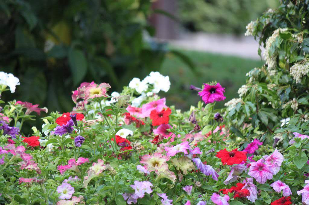 ai1275.photobucket.com_albums_y448_Miguel_Raposo_IMG_0279_zps138e2c65.jpg