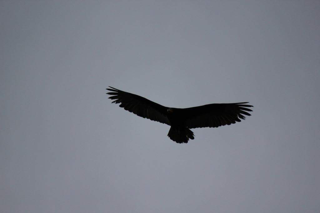 ai1275.photobucket.com_albums_y448_Miguel_Raposo_IMG_2952_zps80ab1fec.jpg