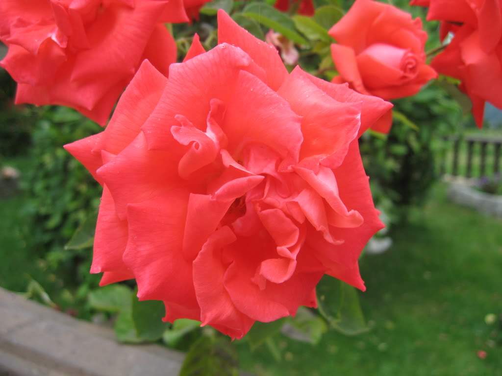 ai1277.photobucket.com_albums_y481_zzahir1977_IMG_2066_zps92a17166.jpg