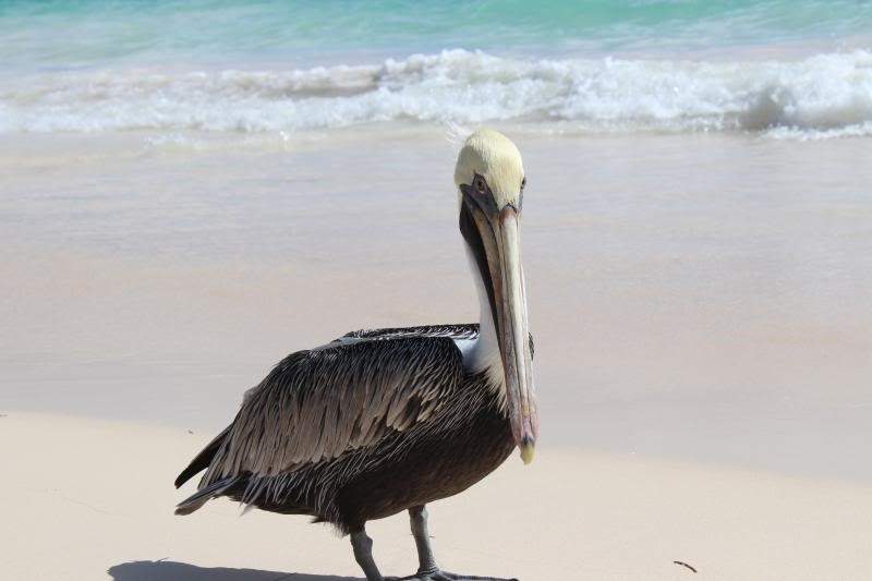 ai1281.photobucket.com_albums_a501_GomesAndre_ultimas_IMG_0618_zps1de31383.jpg