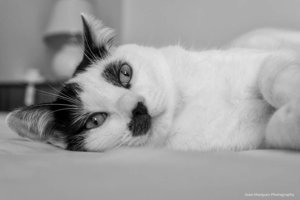 ai1281.photobucket.com_albums_a514_JoaoMarquesComino_IMG_1855_zps8f86c555.jpg