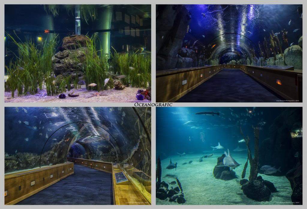 ai1281.photobucket.com_albums_a514_JoaoMarquesComino_Oceanografic1_zps05492972.jpg