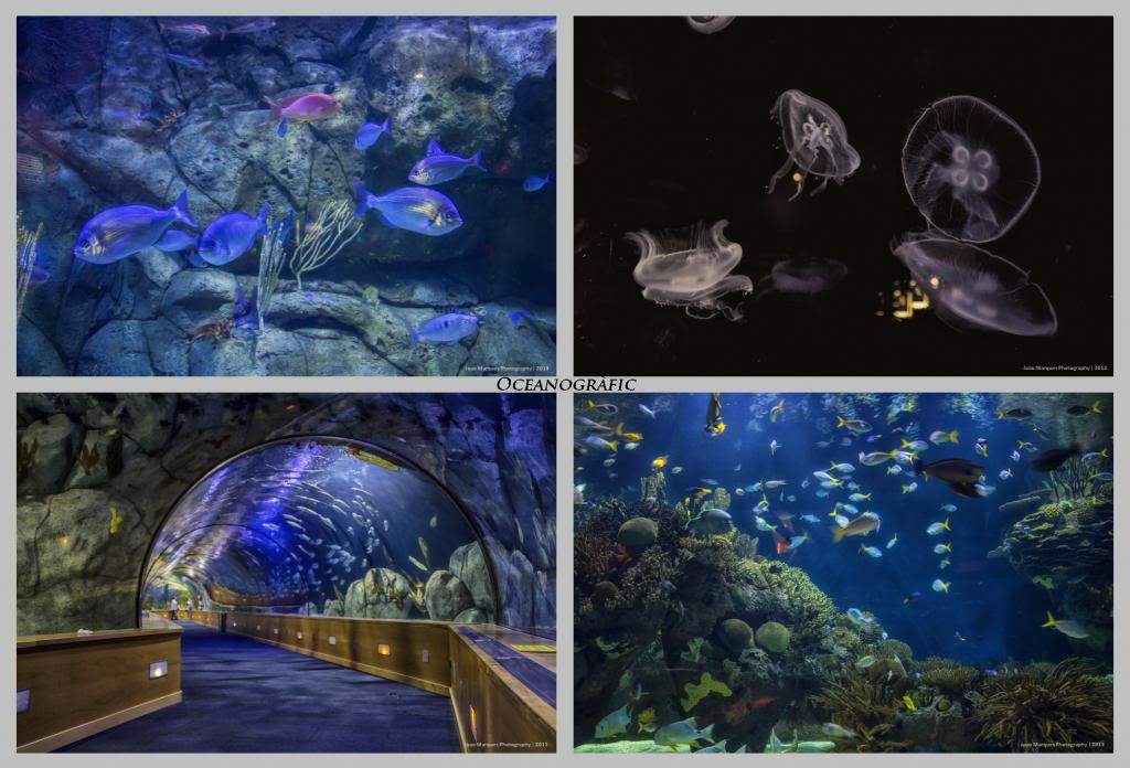 ai1281.photobucket.com_albums_a514_JoaoMarquesComino_Oceanografic2_zps27325abf.jpg