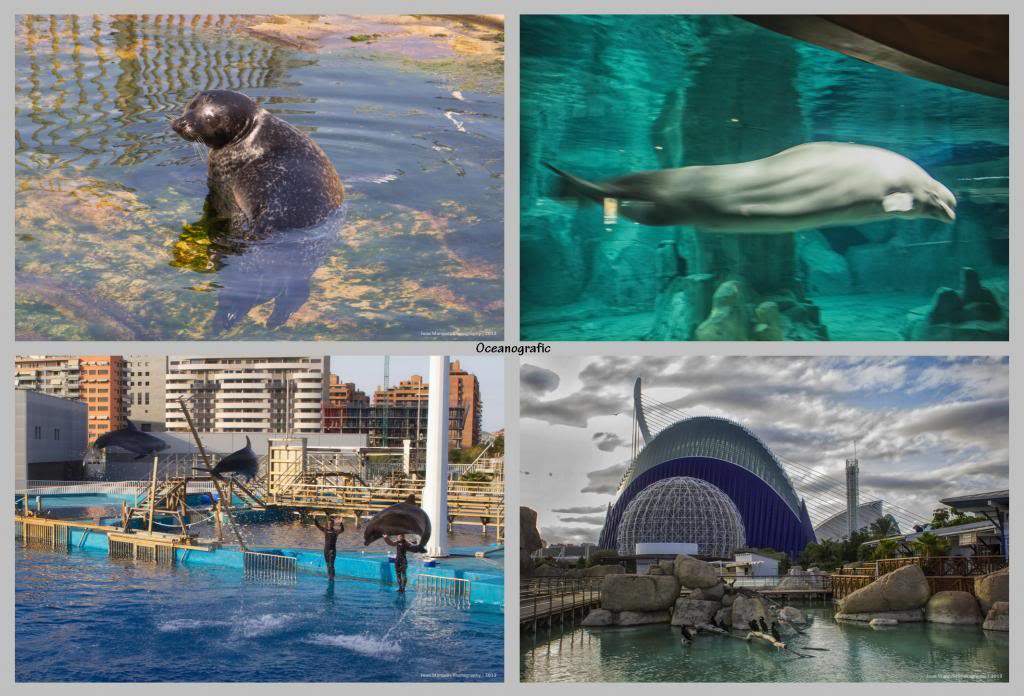 ai1281.photobucket.com_albums_a514_JoaoMarquesComino_Oceanografic3_zps7ca2522e.jpg