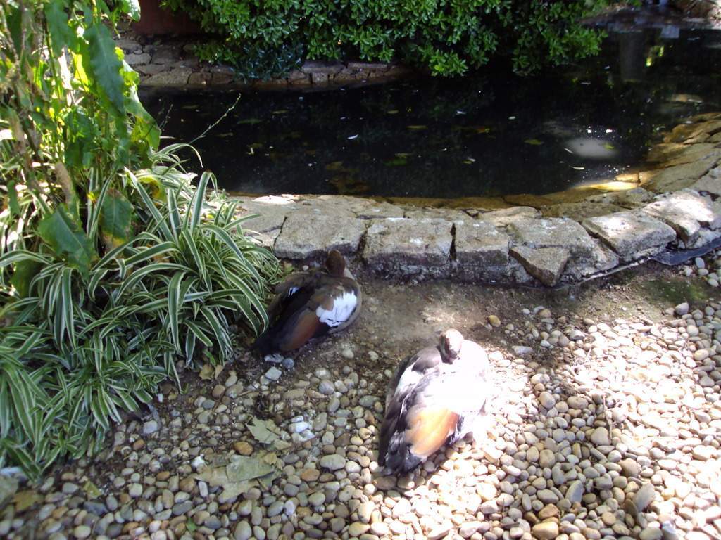 ai1289.photobucket.com_albums_b511_diogobarros8_Maia_DSC01096_zpsnk2tbyvl.jpg