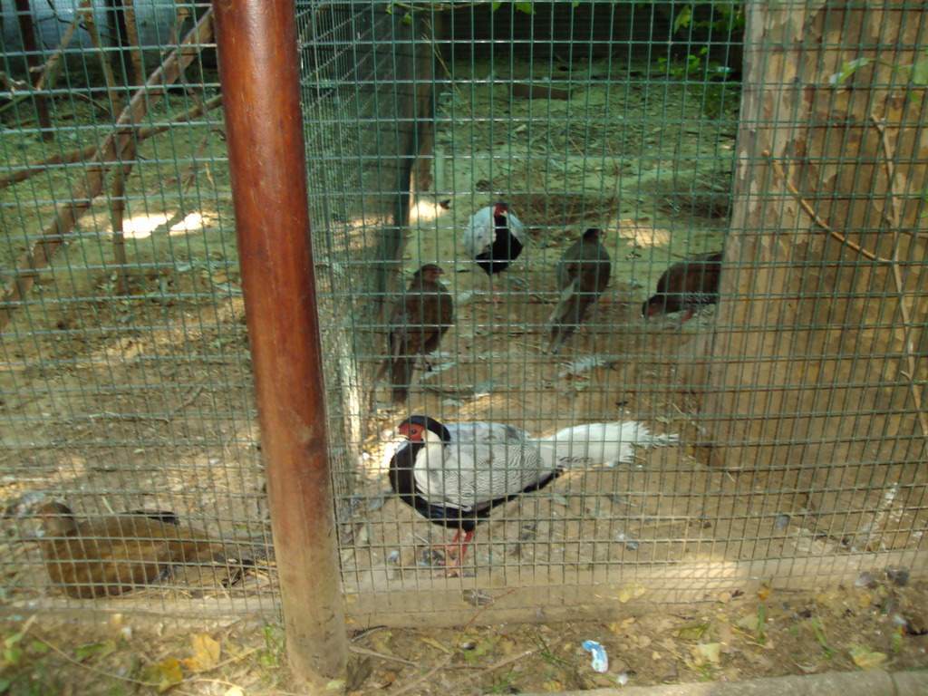 ai1289.photobucket.com_albums_b511_diogobarros8_Maia_DSC01097_zpsqggkwpwp.jpg