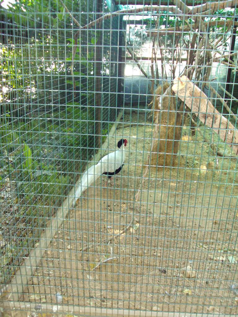 ai1289.photobucket.com_albums_b511_diogobarros8_Maia_DSC01099_zpspwob3g7g.jpg