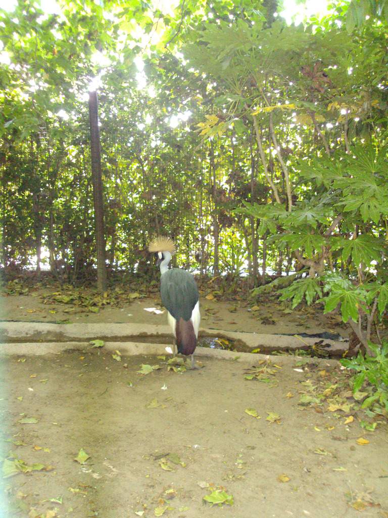 ai1289.photobucket.com_albums_b511_diogobarros8_Maia_DSC01104_zpssvp46ebs.jpg