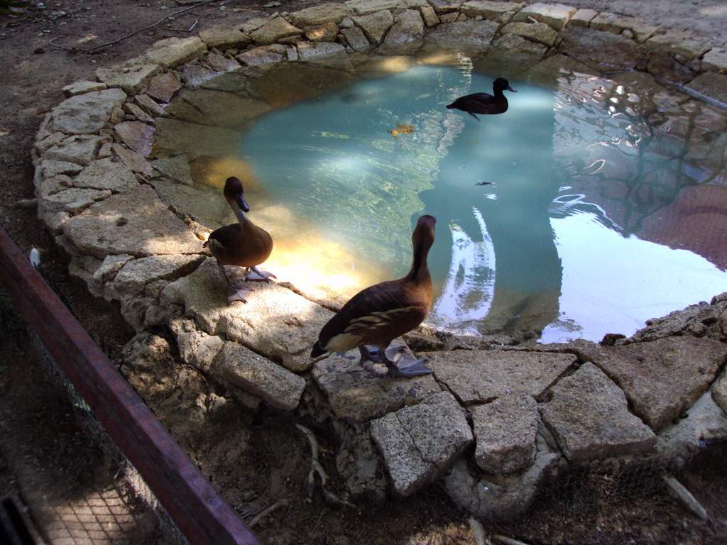 ai1289.photobucket.com_albums_b511_diogobarros8_Maia_DSC01110_zpshozrsx8j.jpg
