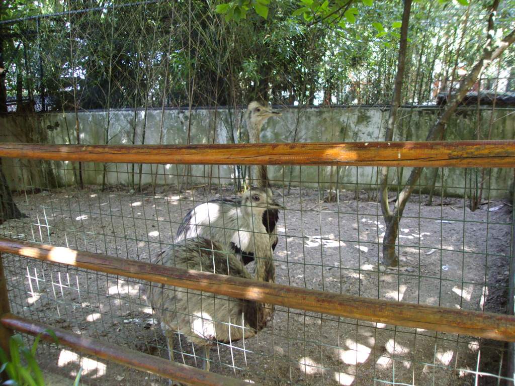 ai1289.photobucket.com_albums_b511_diogobarros8_Maia_DSC01118_zpsv8t68wrz.jpg