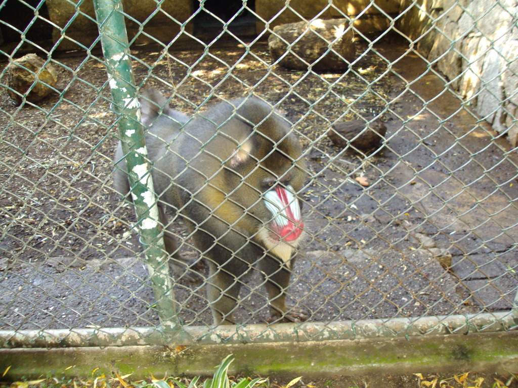 ai1289.photobucket.com_albums_b511_diogobarros8_Maia_DSC01137_zps5ryohsji.jpg