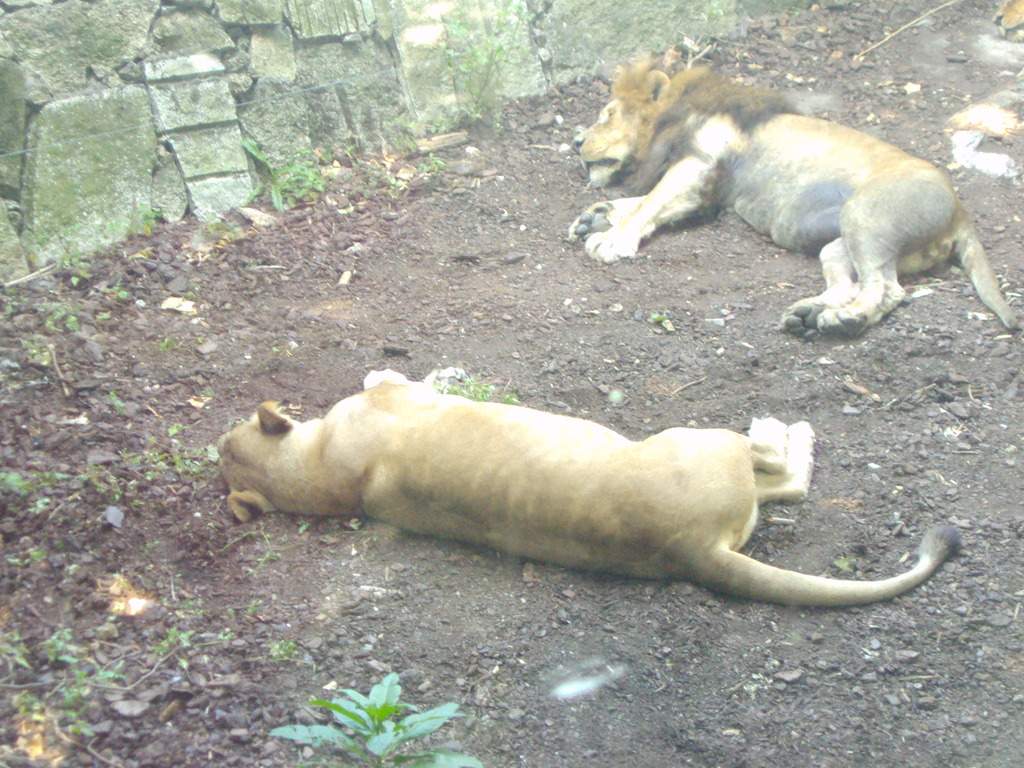 ai1289.photobucket.com_albums_b511_diogobarros8_Maia_DSC01158_zps3heviizs.jpg