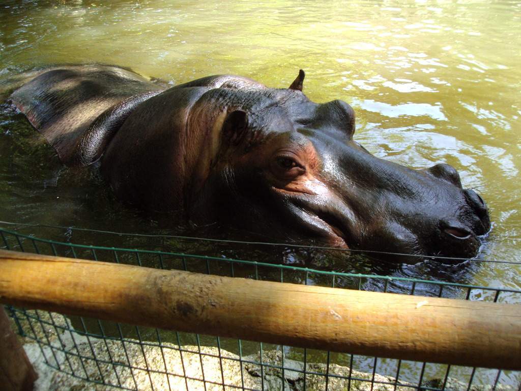 ai1289.photobucket.com_albums_b511_diogobarros8_Maia_DSC01169_zpsbohbbigm.jpg