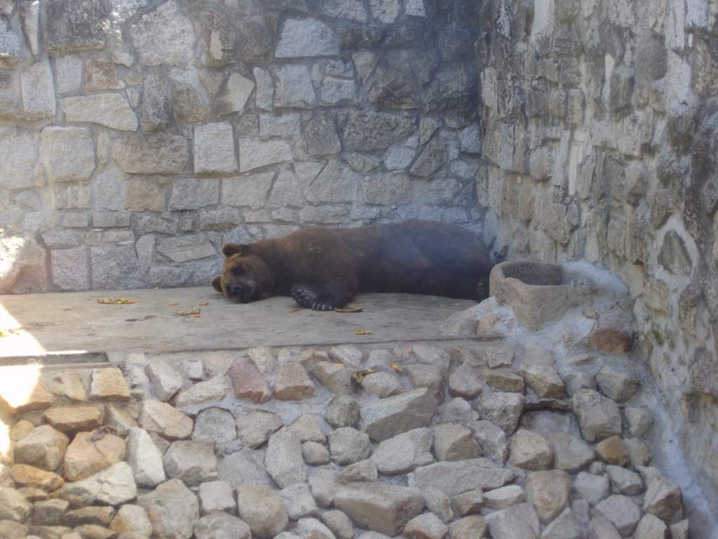 ai1289.photobucket.com_albums_b511_diogobarros8_Maia_DSC01181_zpsbhsfhvod.jpg