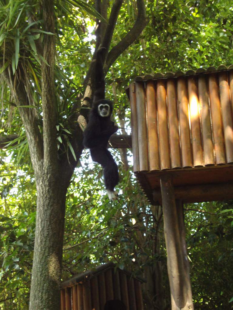 ai1289.photobucket.com_albums_b511_diogobarros8_Maia_DSC01205_zpsduc0uva7.jpg