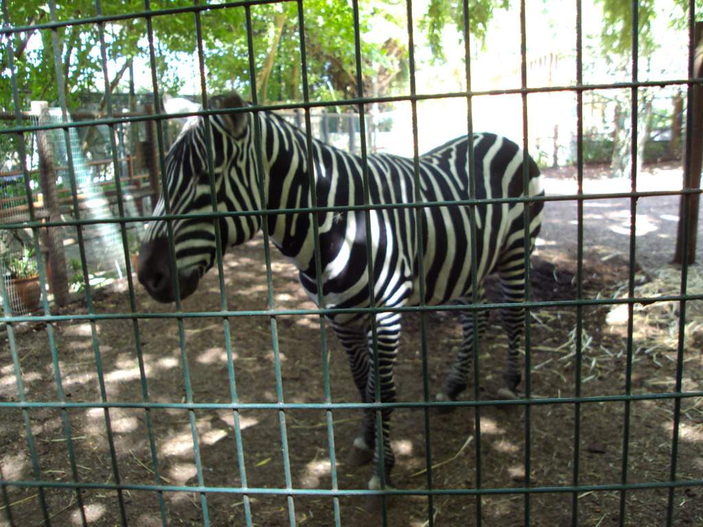 ai1289.photobucket.com_albums_b511_diogobarros8_Maia_DSC01214_zps18wjhahd.jpg