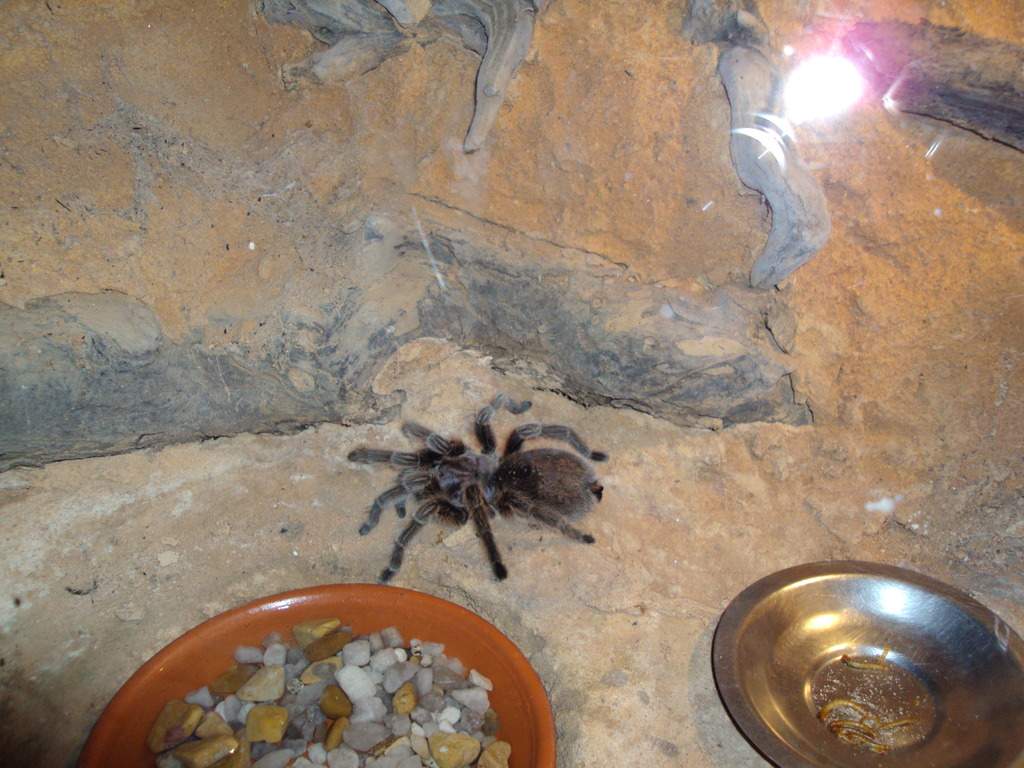 ai1289.photobucket.com_albums_b511_diogobarros8_Maia_DSC01229_zpsx6odwv8n.jpg