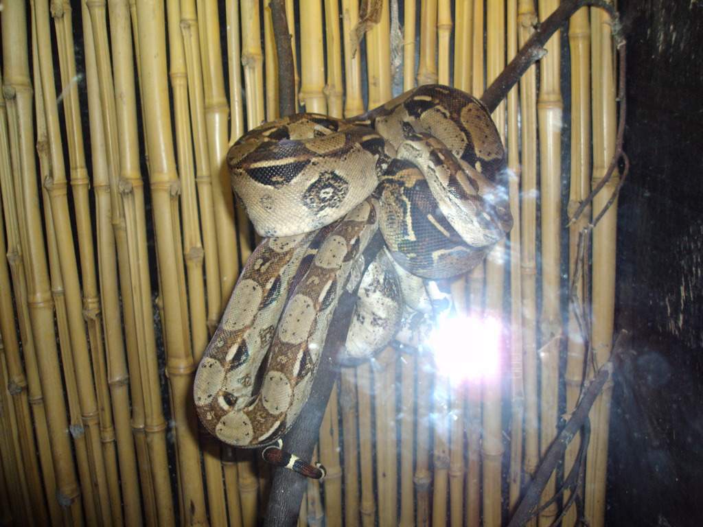 ai1289.photobucket.com_albums_b511_diogobarros8_Maia_DSC01244_zpsuotw9qic.jpg
