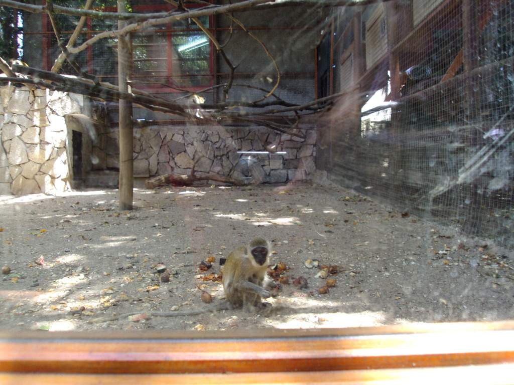 ai1289.photobucket.com_albums_b511_diogobarros8_Maia_DSC01300_zpsmukpmcuk.jpg