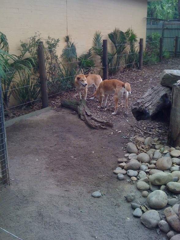 ai1290.photobucket.com_albums_b526_lufialho1_australia2010_3dingos_zpsb39a4385.jpg