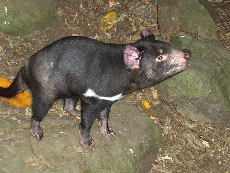 ai1290.photobucket.com_albums_b526_lufialho1_australia2010_3monstrodatasmania_zps4da1197e.jpg
