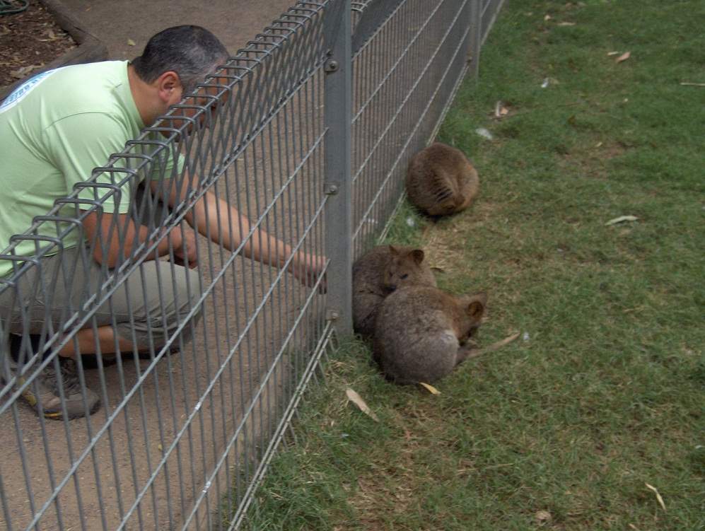ai1290.photobucket.com_albums_b526_lufialho1_australia2010_3wombats_zpsdf4661b7.jpg
