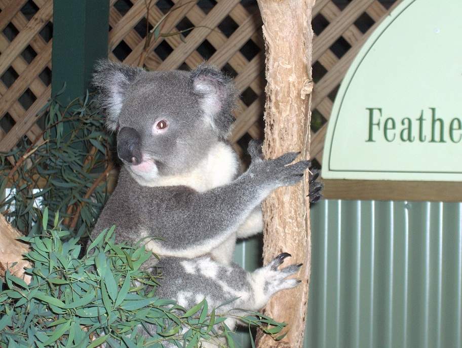 ai1290.photobucket.com_albums_b526_lufialho1_australia2010_9koala_zpsee3dc7b4.jpg