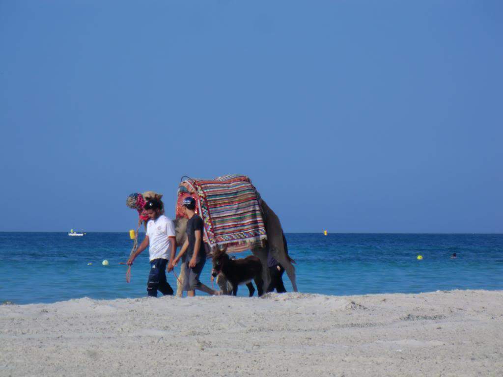 ai1292.photobucket.com_albums_b570_edziga_CIMG3118_zps38cc7117.jpg
