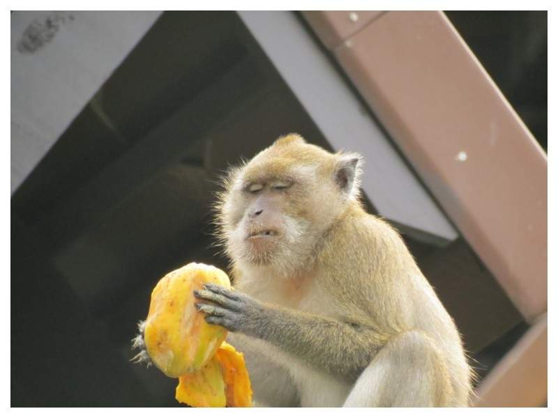 ai1294.photobucket.com_albums_b615_Maliika25_Tailandia_Phi_20P063288821d5946dd692a0bfa994b63da.jpg