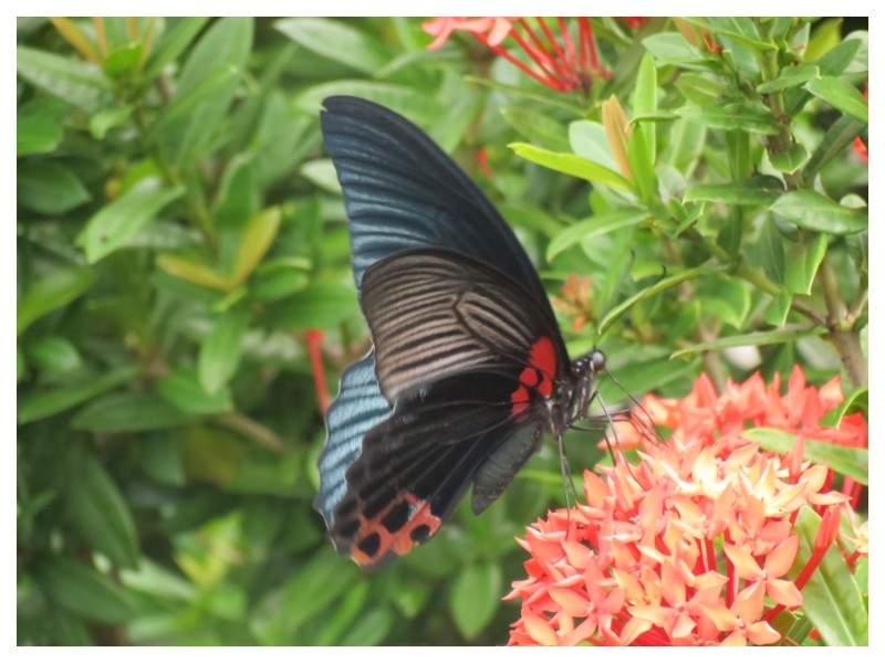 ai1294.photobucket.com_albums_b615_Maliika25_Tailandia_Phi_20Phi_tailandia605_zpsaf221b85.jpg