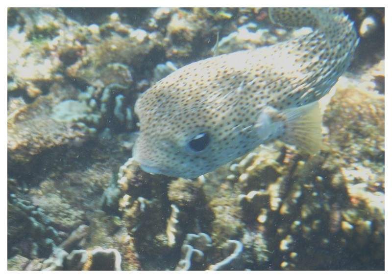 ai1294.photobucket.com_albums_b615_Maliika25_Tailandia_similan_SAM_0349_zps471653ca.jpg