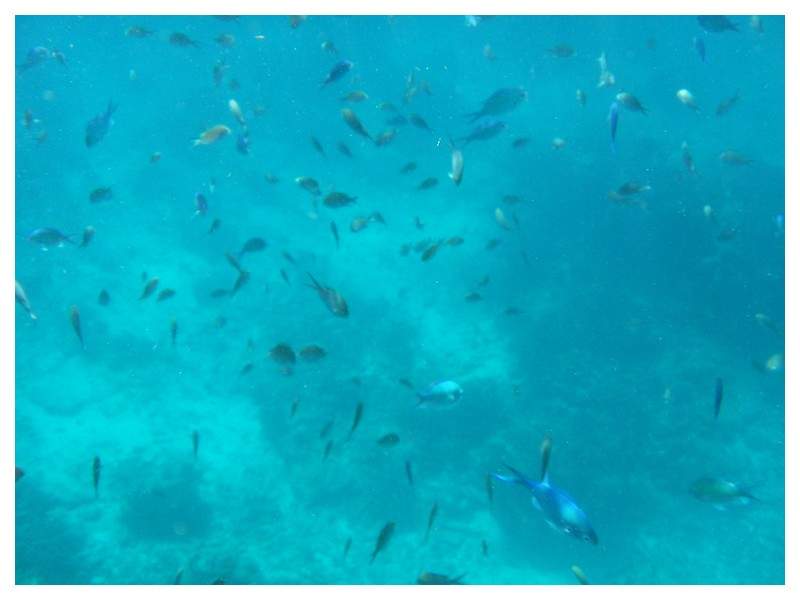 ai1294.photobucket.com_albums_b615_Maliika25_Tailandia_similan_SAM_0394_zpsf4cbdba8.jpg