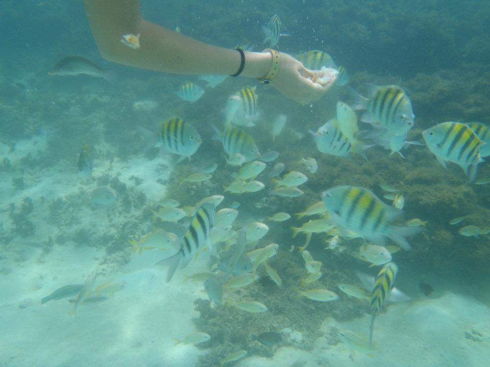 ai1347.photobucket.com_albums_p709_sofiaclemos_Snorkling1_zps12f8322a.jpg