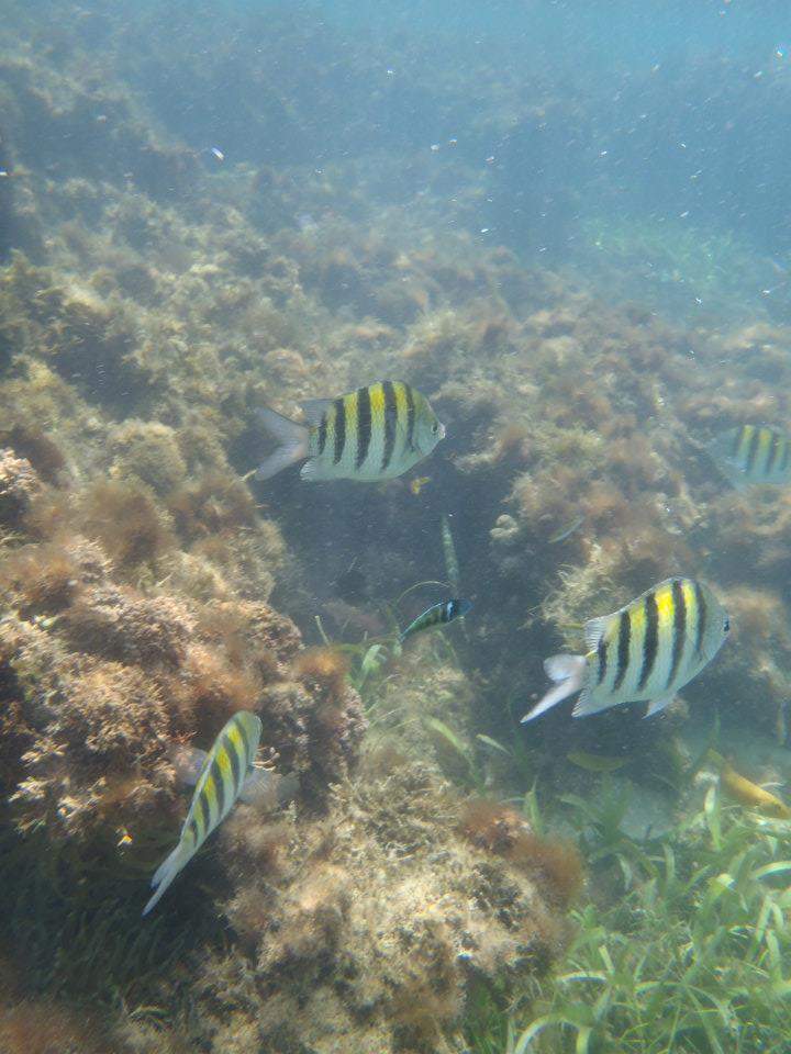 ai1347.photobucket.com_albums_p709_sofiaclemos_Snorkling3_zpsd9f4d194.jpg
